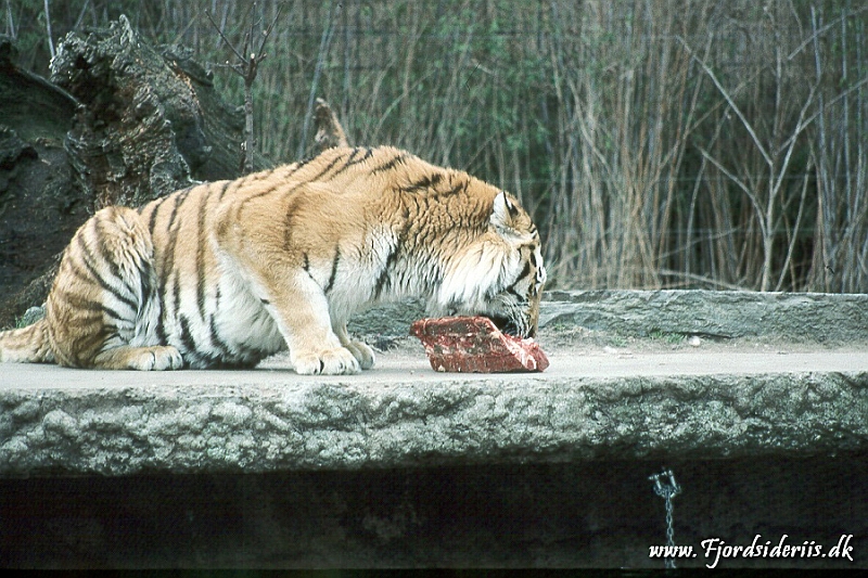 Zoo KBH 1998 0110.JPG